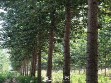 河南周口：培育出不飞絮的杨树新品种