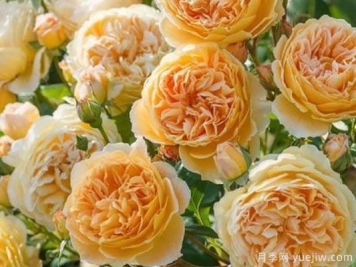 大花香水月季的养护方法，分享10种花香飘满屋