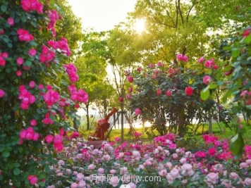 上海前滩休闲公园，月季花海盛景等你赏