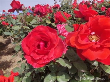 月季、玫瑰、蔷薇分别是什么？如何区别？